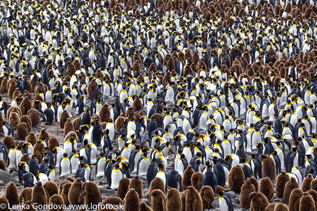 Wildlife photography is a serious hobby for Lenka Gondová